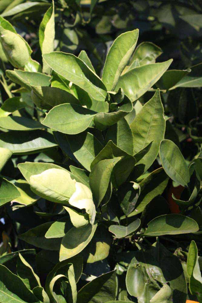            Sun leaves (Palmer, Riverside, CA)   